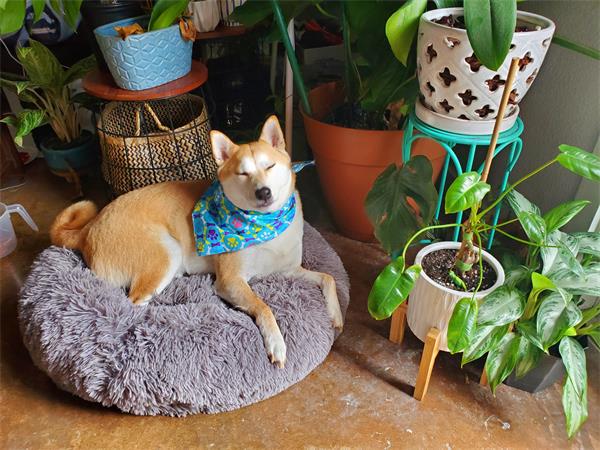 Safe Plants for Pets